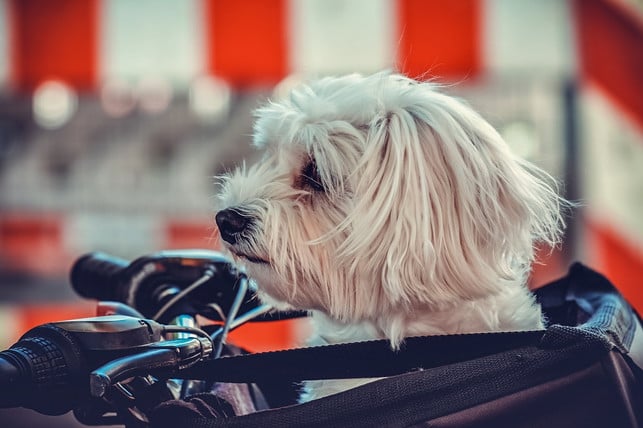 fuer-kleinere-hunde-bietet-sich-beispielsweise-auch-cc0-pixabay-couleur-220825_download Für kleinere Hunde bietet sich beispielsweise auch ein Fahrradkorb an.