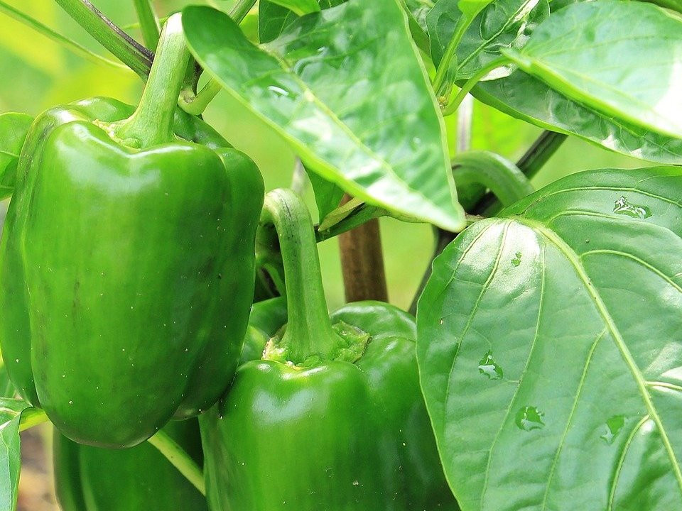 Paprika sen: So ziehst du das Gemse vor - Utopia.de