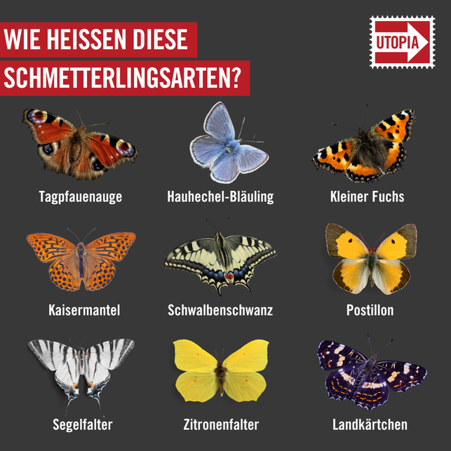 und-hier-kommt-die-aufloesung-zum-schmetterlings-qu-utopia-230906_download Und hier kommt die Auflösung zum Schmetterlings-Quiz.