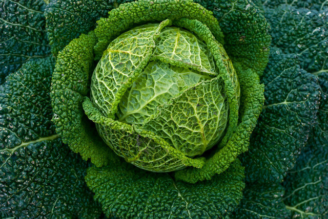 Savoy cabbage is a local vegetable that provides you with many vitamins.