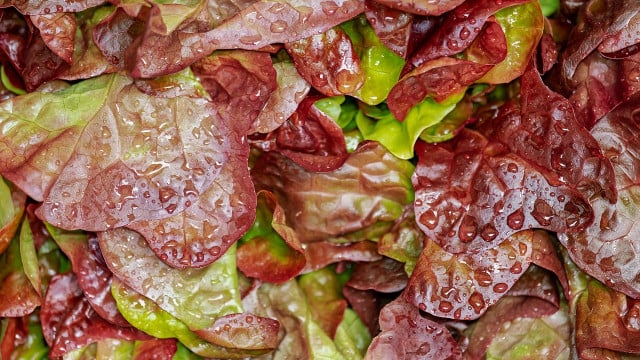 pfluecksalat-ernten-cc0-pixabay-couleur-200526 Pflücksalat ernten