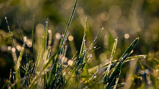 rasen-maehen-herbst-dpa Rasen mähen im Herbst: Wann ist der richtige Zeitpunkt fürs letzte Mal?