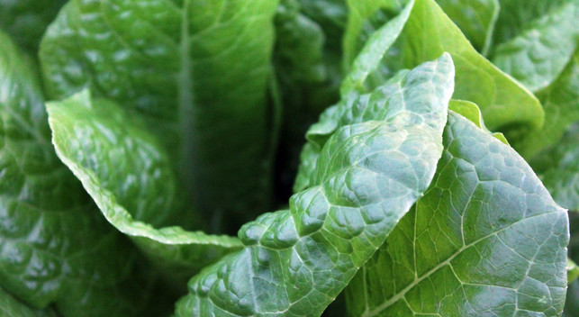 vitamin-a-spinat-z-unsplash-160819-1280x700 Spinat enthält viel Vitamin A und Riboflavin / Vitamin B2