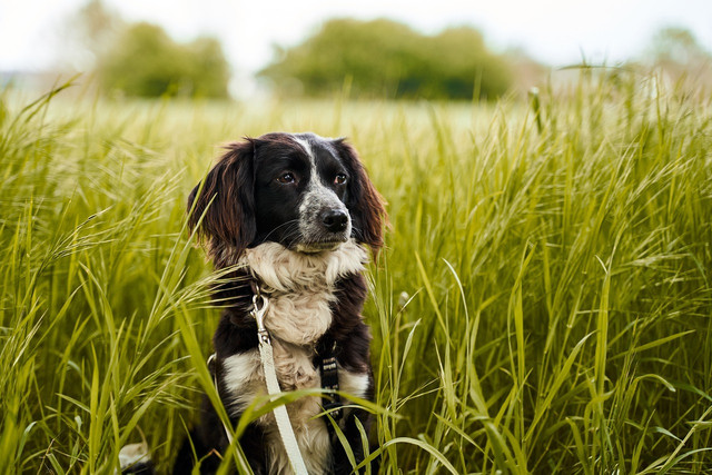 ticks-lurking-in-tall-grass-during-tick-season-sol-cc0-pixabay-felix_w-191025_download Ticks lurk in tall grass. During tick season, dogs should avoid undergrowth, bushes and tall grass.