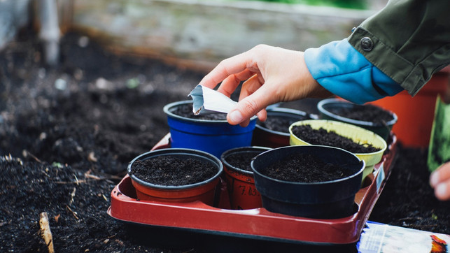 ut-podcast-folge100-begleitartikel-us-markus-spiske-220222-1280x720 In verschiedene, mit Erde gefüllt Pflanzentöpfe werden Samen ausgesät