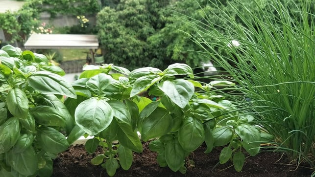 basilikum-pflanzen-im-garten-auf-dem-balkon-und-sven-christian-schulz-utopia-180609_download Basilikum pflanzen: im Garten, auf dem Balkon und auf dem Fensterbrett.