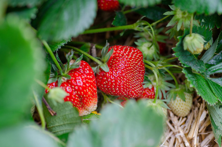 Erdbeeren vermehren: 2 Methoden, um fr neue Erdbeerpflanzen zu sorgen -  Utopia.de