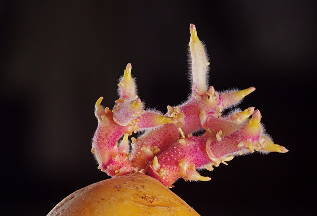 kartoffeln-keimen-wenn-sie-zu-warm-gelagert-werde-cc0-pixabay-adege-230111_download Kartoffeln keimen, wenn sie zu warm gelagert werden.