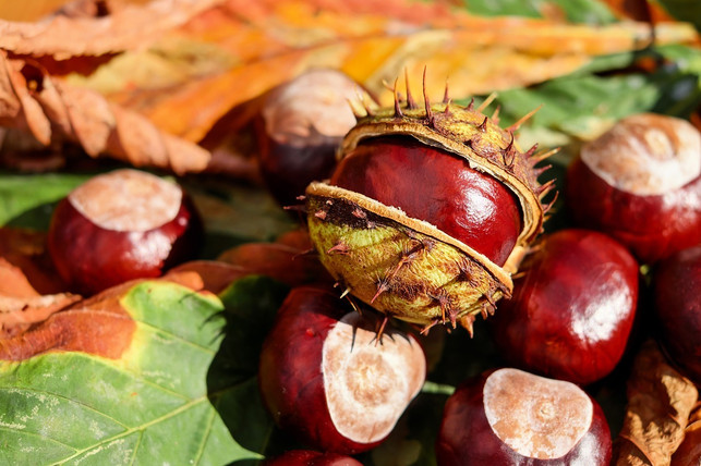 rosskastanienpulver-bildet-die-grundlage-dieses-za-cc0-pixabay-couleur-201123_download Rosskastanienpulver bildet die Grundlage dieses Zahnputzpulvers.