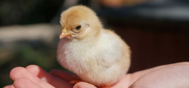 Ein kleines, flauschiges Küken mit gelb-beigem Gefieder sitzt auf einer offenen Hand. Das Küken blickt leicht nach unten, und die Hand hält es behutsam. Der Hintergrund ist unscharf.