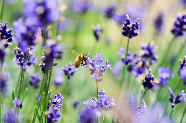 lavendel-ist-vor-allem-fuer-bienen-sehr-attraktiv-cc0-pixabay-shell_ghostcage-210709_download Lavendel ist vor allem für Bienen sehr attraktiv, da er reich an Pollen ist.