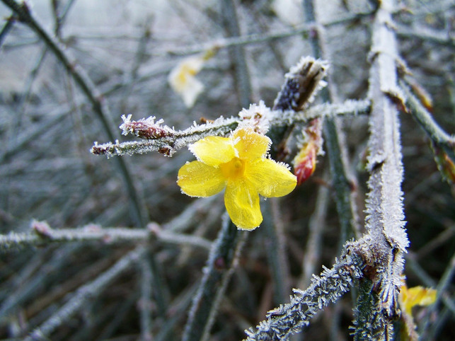 winterjasmin-bei-frost-cc0-pixabay-armbrustanna-181115_download Winterjasmin bei Frost