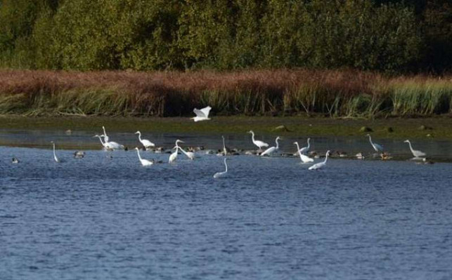 deutschlands-wilde-voegel-2015-screenshot-trailer-210330_download Deutschlands wilde Vögel (2015)