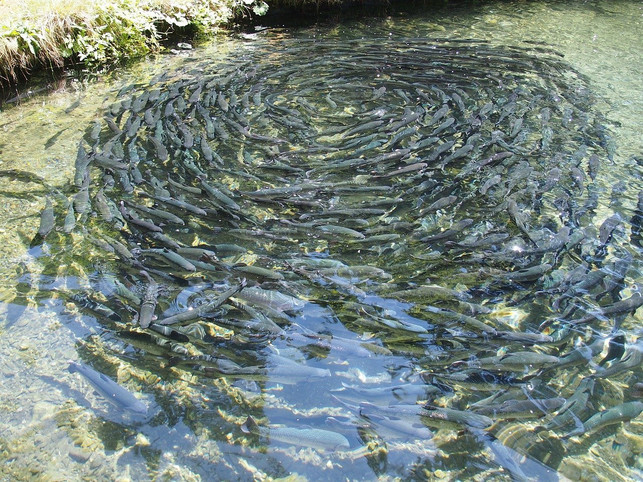 entscheidend-fuer-den-tierschutz-ist-unter-anderem-cc0-pixabay-eschwartz-200226_download Entscheidend für den Tierschutz ist unter anderem die Menge an Fischen pro Kubikmeter.