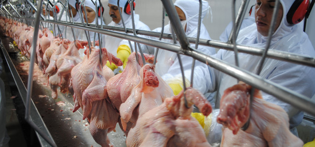 chicken-nuggets-huehner-schlachthof-z-CIR-MPT-RS-180116-1280x600 Chicken Nuggets: Ausbeutung für Edeka- und Netto-Produkte