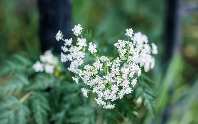 Close up image of cow parsley flowers Die Hundspetersilie ist eine zweijährige Pflanze.