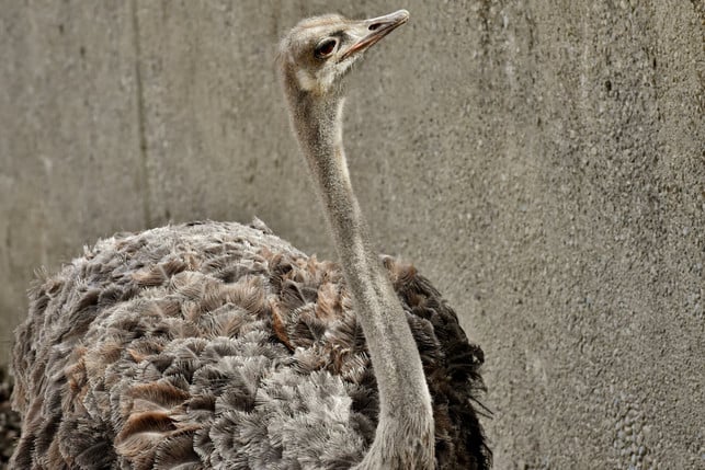 ostrich-effekt-wer-zum-strauss-wird-sollte-kurz-i-cc0--pixabay--alexas_fotos-251021_download Ostrich-Effekt: Wer zum Strauß wird, sollte kurz innehalten und sich fragen, warum.
