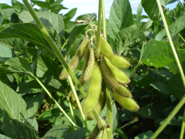 The estrogen in soy is similar to human estrogen.