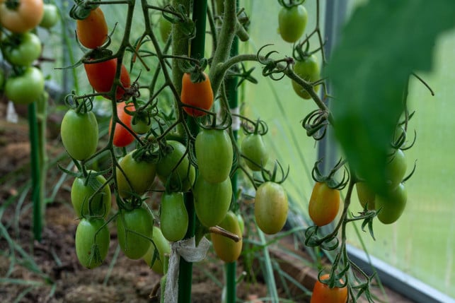 stabtomaten-wachsen-nach-oben-und-benoetigen-etwas-cc0--pixabay--alexei_other-250514_download Stabtomaten wachsen nach oben und benötigen etwas mehr Abstand zwischen den Pflanzen.
