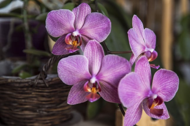 in-der-ruhephase-musst-du-verbluehte-orchideen-selt-cc0--pixabay--milivigerova-251022_download In der Ruhephase musst du verblühte Orchideen seltener gießen als zu ihrer Blütezeit.