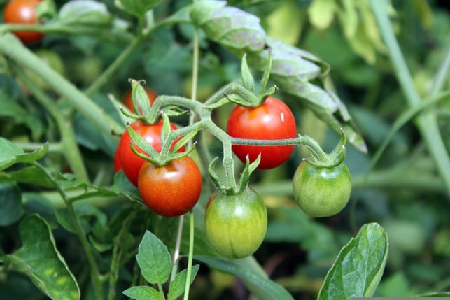 damit-tomaten-gut-gedeihen-brauchen-sie-die-richt-cc0-pixabay-_alicja_-250408_download Damit Tomaten gut gedeihen, brauchen sie die richtigen Nachbarpflanzen.