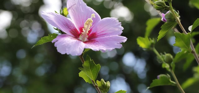 hibiskus schneiden