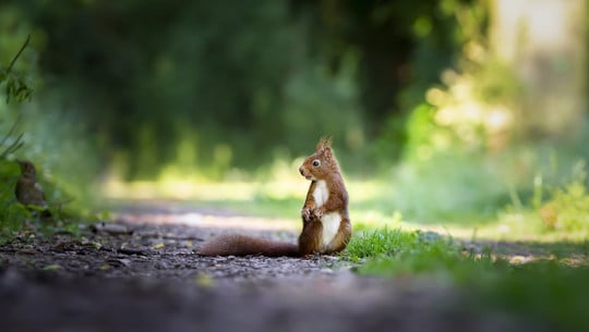 sind-rote-oder-schwarze-eichhoernchen-heimisch-cc0-pixabay-eluxirphoto-231120 Sind rote oder schwarze Eichhörnchen heimisch?