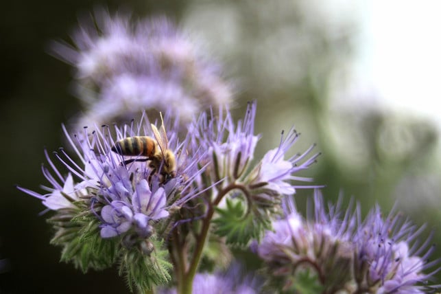 die-phacelia-ist-die-nummer-eins-unter-den-bienenf-cc0-pixabay-hagazustra-210420_download Die Phacelia ist die Nummer eins unter den bienenfreundlichen Pflanzen!