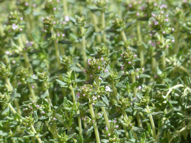 thymian-zu-schneiden-ist-wichtig-damit-die-pflanz-cc0-pixabay-hans-240323_download-1 Thymian zu schneiden ist wichtig, damit die Pflanze nicht verholzt.