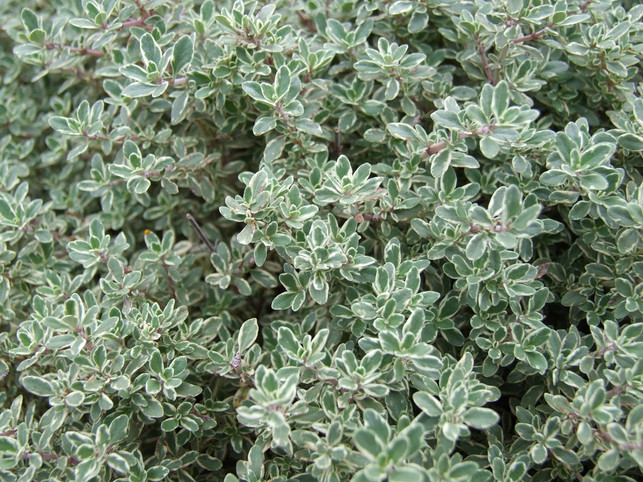 thymian-hilft-als-natuerlicher-schleimloeser-hilft-b-cc0-pixabay-deluna-181209_download Ein Erkältungstee mit Thymian hilft als natürlicher Schleimlöser besonders gut gegen Husten.