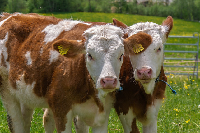 bei-cellular-agriculture-dienen-tierzellen-zur-her-cc0-pixabay-chiemseherin-220218_download Bei Cellular Agriculture dienen Tierzellen zur Herstellung von landwirtschaftlichen Produkten aus dem Labor.