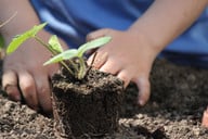 achte-bei-der-gartenarbeit-am-boden-auf-eine-gerad-cc0-pixabay-schauhi-240319_download Achte bei der Gartenarbeit am Boden auf eine gerade Rückenhaltung.
