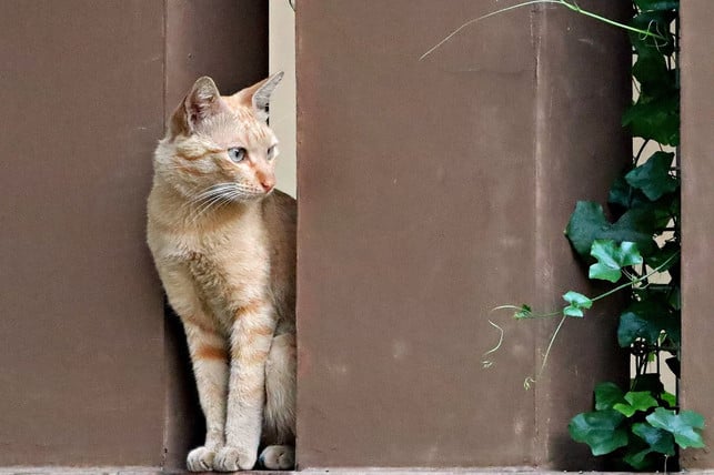 viele-zimmerpflanzen-sind-giftig-fuer-katzen-cc0-pixabay-ignartonosbg-240305_download Viele Zimmerpflanzen sind giftig für Katzen.