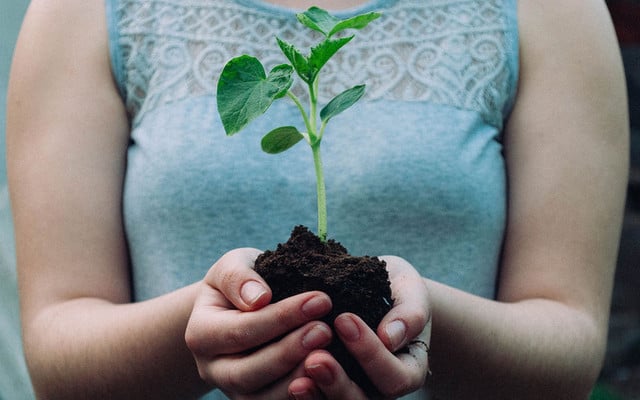 baeume-pflanzen-us-cc0-1280x720 Bäume pflanzen, Wald