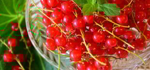 Johannisbeersirup