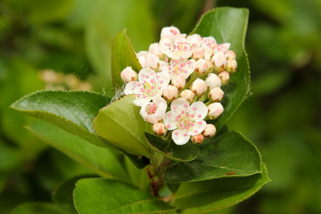 Chokeberries also grow in our climate zone.