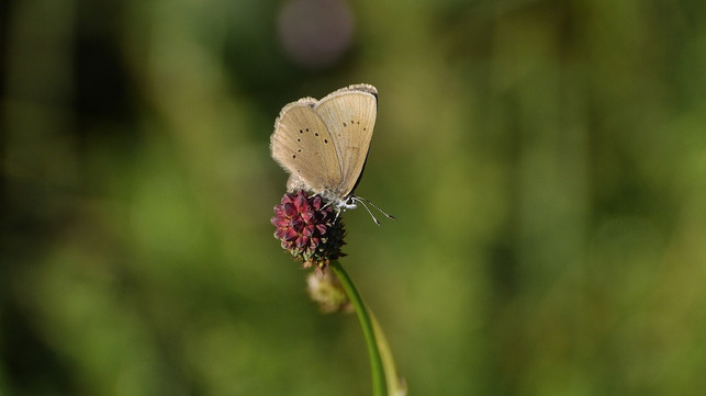 insekten-moegen-den-wiesenknopf-cc0-pixabay-lefeiljo-191101_download Insekten mögen den Wiesenknopf.