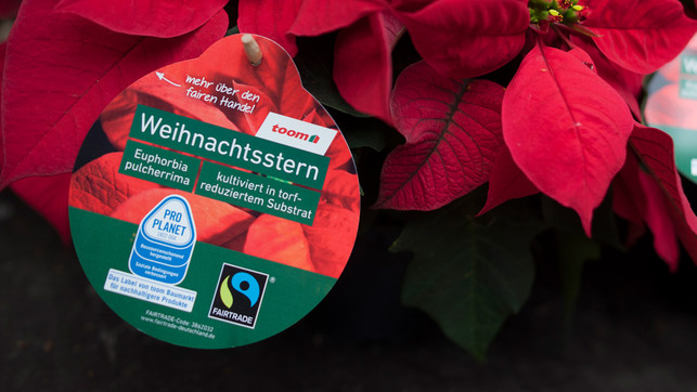 Weihnachtsstern So wird die Pflanze nachhaltiger Utopia.de