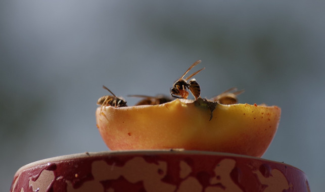 bienen-sind-mit-wespen-verwandt-letztere-ernaehren-cc0-pixabay-995645-230420_download Bienen sind mit Wespen verwandt. Letztere ernähren sich auch von Fleisch.