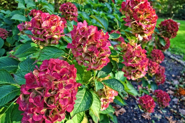 hortensien-bereichern-jedes-blumenbeet-cc0-pixabay-mabelamber-190204_download Hortensien sind eine Zierde für jedes Blumenbeet.