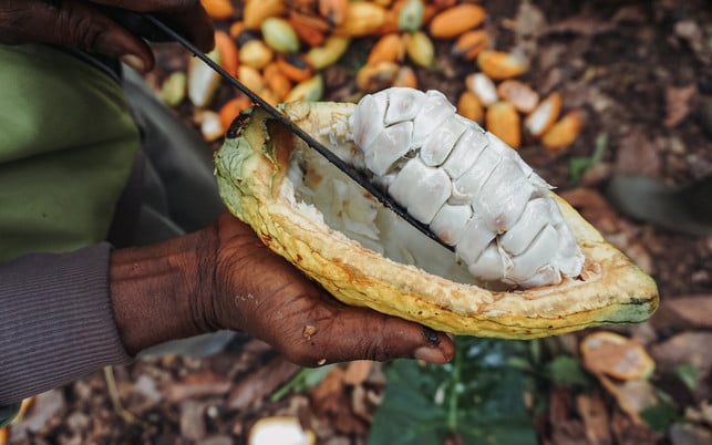 fairafric_SA_Kakoafrucht_1280x800px 70 Prozent des weltweit angebauten Kakaos stammen aus Afrika, doch weniger als ein Prozent der weltweit angebauten Schokolade wird in Afrika selbst produziert.