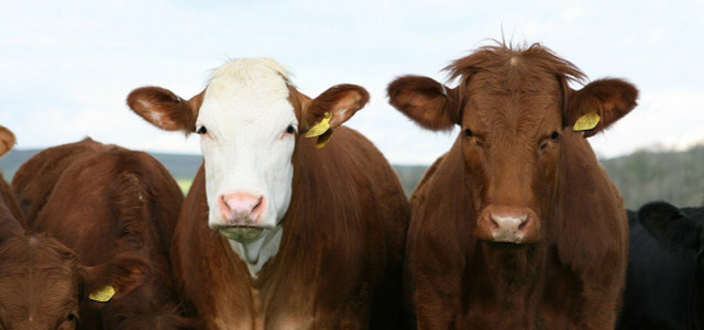 Kühe produzieren klimaschädliches Methan.