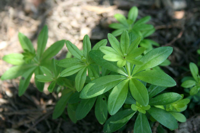 du-kannst-getrockneten-waldmeister-vielfaeltig-eins-cc0-pixabay-arjane-220528_download Du kannst getrockneten Waldmeister vielfältig einsetzen.