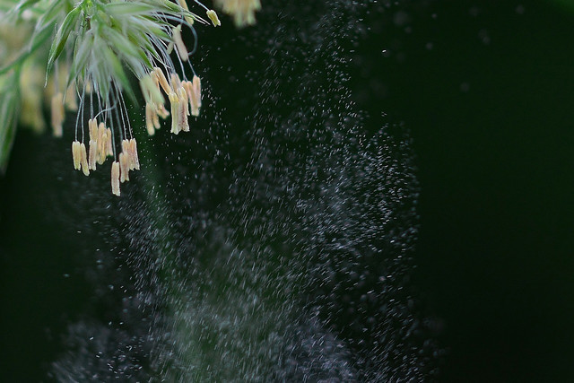 Ventilating when there is pollen can increase the pollution in the apartment.