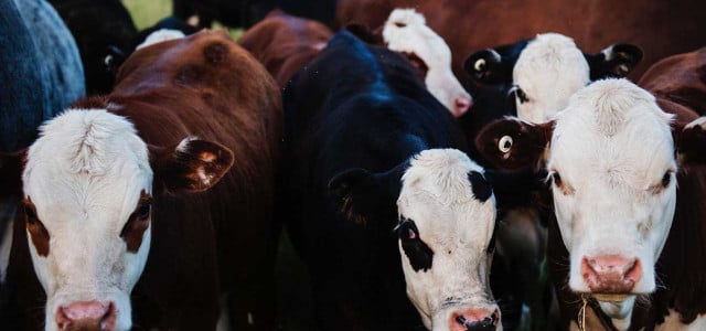 Die ASA unterstellte Oatly mit diesen Aussagen die Emissionen der Fleisch- und Milchindustrie überbewertete.