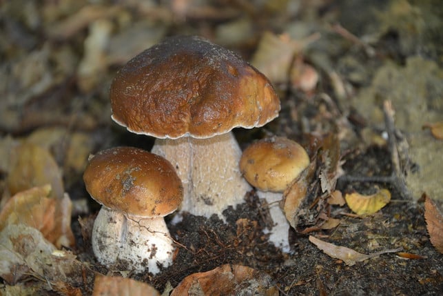 steinpilze-sind-besonders-schmackhafte-speisepilze-cc0-pixabay-charletgregory-201028_download Ein klassischer Speisepilz: Steinpilze sind besonders schmackhaft.