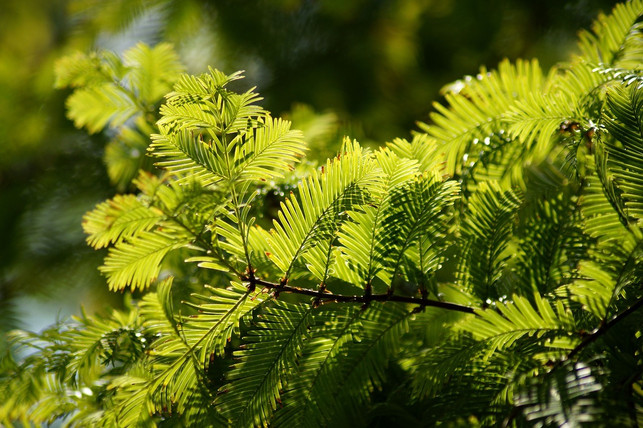um-das-harte-holz-der-eibe-zu-schneiden-benoetigst-cc0-pixabay-marzena7-201002_download Um das harte Holz der Eibe zu schneiden, benötigst du eine gut geschärfte Heckenschere.