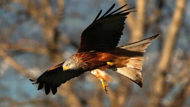 Windenergie-voegel-us-Jan Huber-200403-1280x720 Windenergie, Vögel