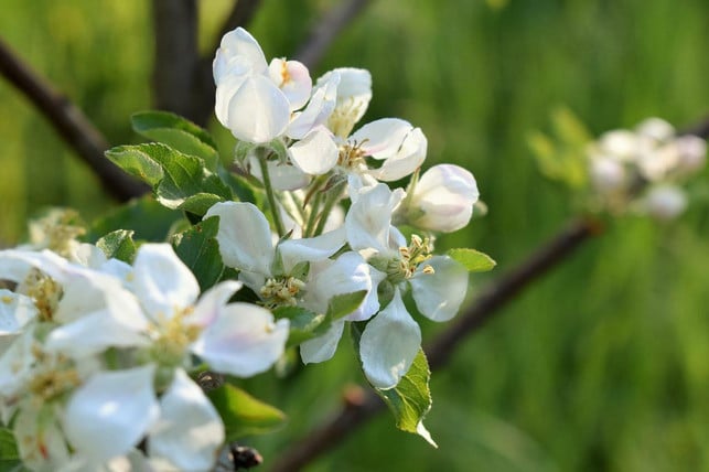 die-bluetezeit-des-klarapfels-beginnt-bereits-im-ap-cc0-pixabay-pitsch-220613_download Die Blütezeit des Klarapfels beginnt bereits im April.
