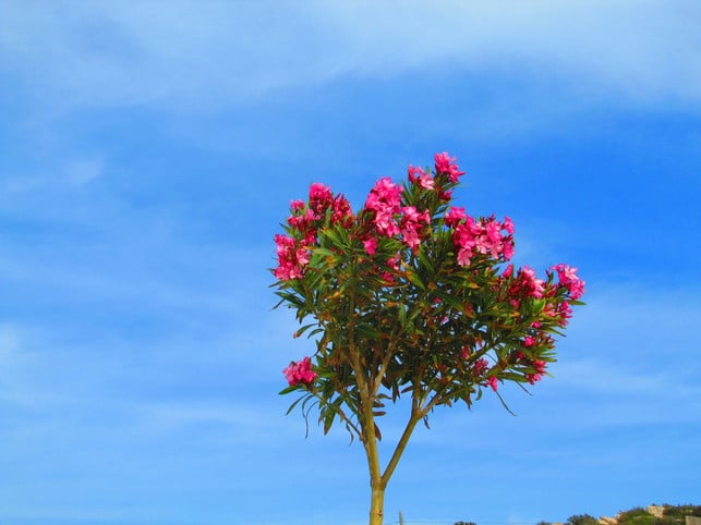 oleander-veredelt-als-hochstamm-cc0-pixabay-gjtcolonia-180706_download Oleander kannst du zum Hochstamm veredeln.